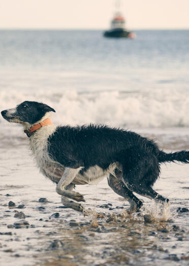 dog running along beach.