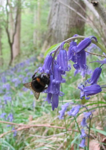 bee on bluebell in bluebell wood.