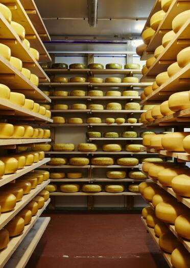 Shelves filled with yellow cheese wheels.