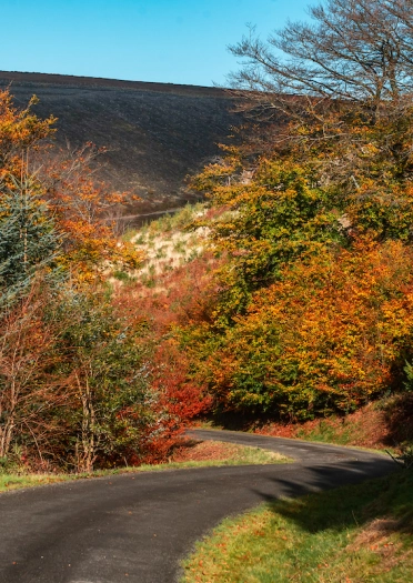 A narrow road winding downhill through autumnal trees.