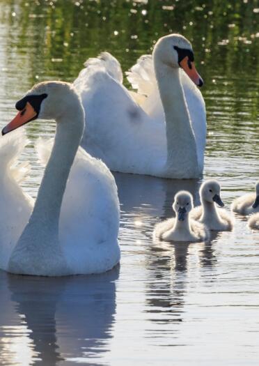 family of swans swimming.