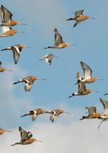 Flock of Black-tailed Godwits flying.