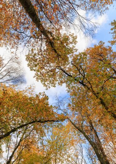 Looking upwards at the sky through autumnal-leaved trees.