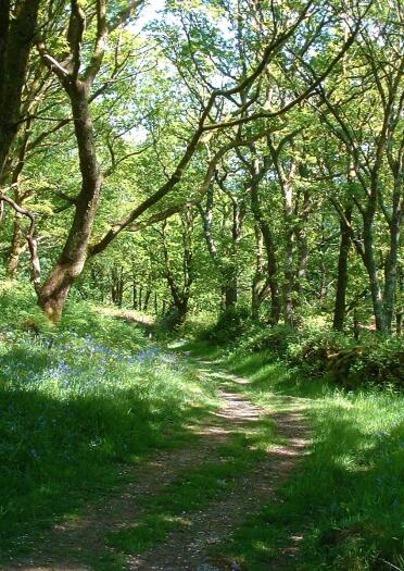 A path through bluebell filled woodlands.