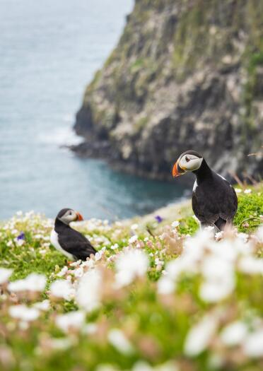 two puffins.