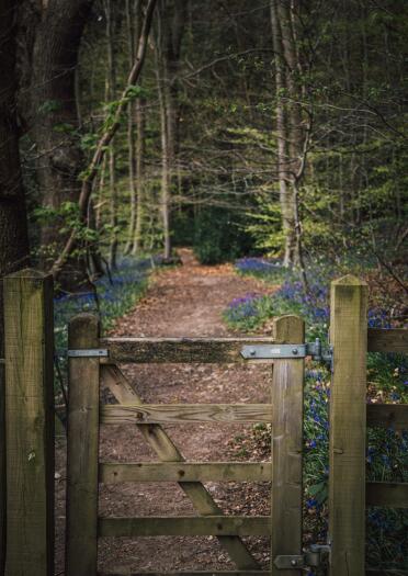 A wooden gateway leading to a woodland dirt path with bluebells alongside.