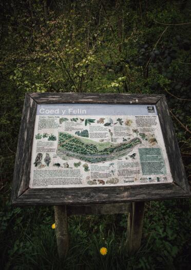 An information board showing a map of woodland and things you can see there.