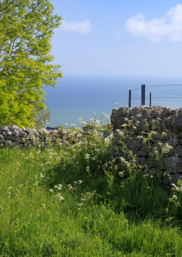 White headed flowers in a field by a stone wall, with sea views in the background.