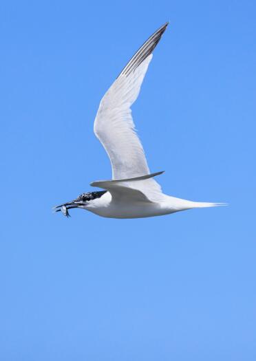 A white sea bird with a black head and beak, carrying a small fish in its beak, flying.
