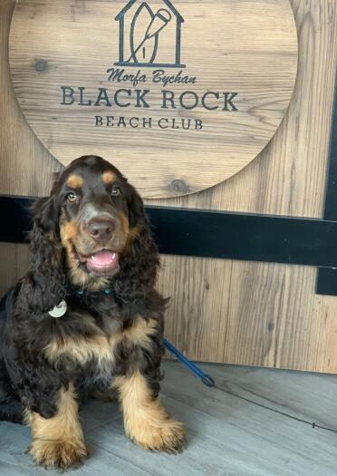 dog with door labelled Black Rock Beach Club.