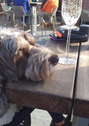 dog with his head on table and glass of fizzy drink.