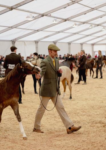 pony being led in show.