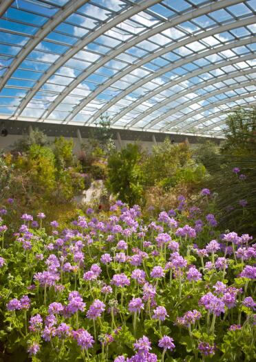 flowering plants inside large glasshouse.