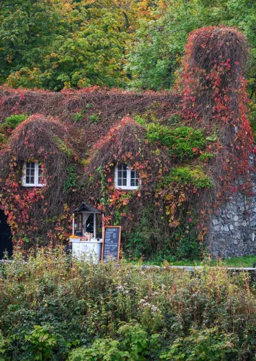A traditional cottage covered in autumnal colours of leaves