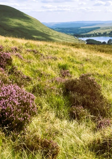 Grüne hügelige Landschaft mit einem See im Hintergrund.