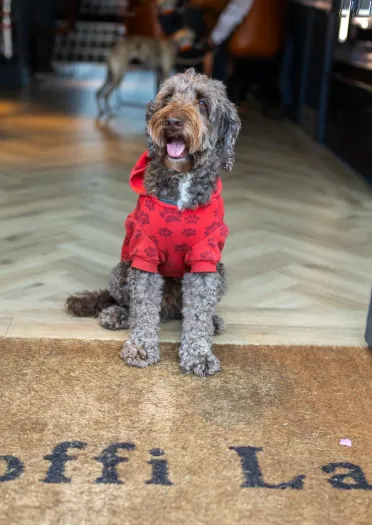 Dog wearing a red hoodie sitting on a doormat reading “Coffi Lab” at the entrance to a café, with chairs and tables visible inside.