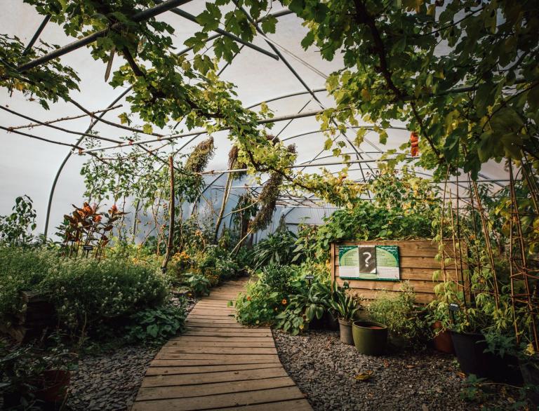 A greenhouse with a wooden path leading through all the growing plants and vines.