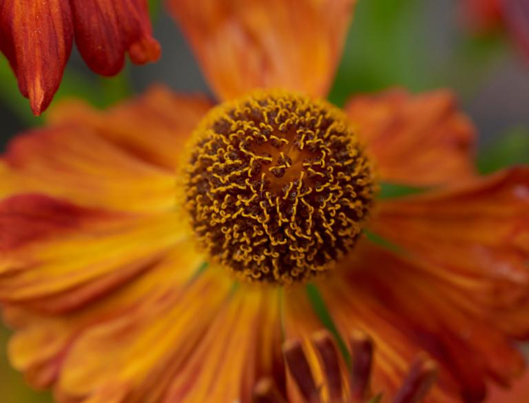 A close up of an orange flower.