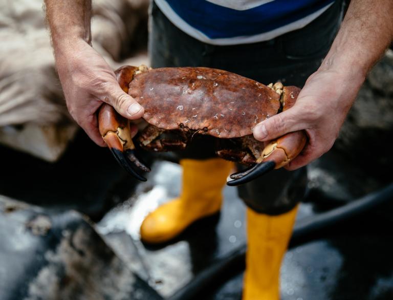 Close up of fisherman's hands holding a large crab