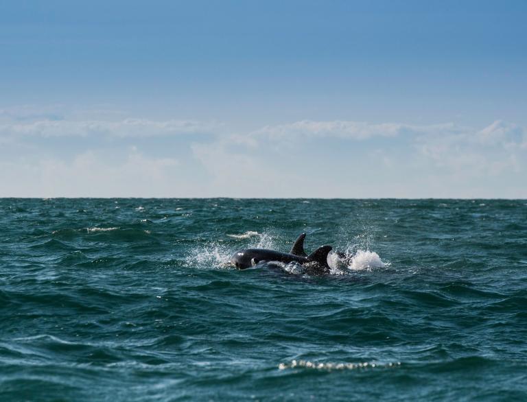 Dolphins in sea.