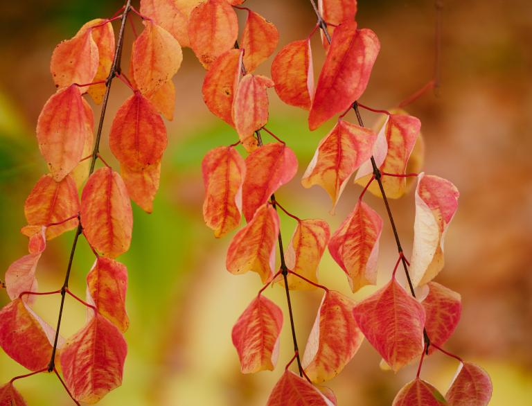 Eine Nahaufnahme orangefarbener Herbstblätter.
