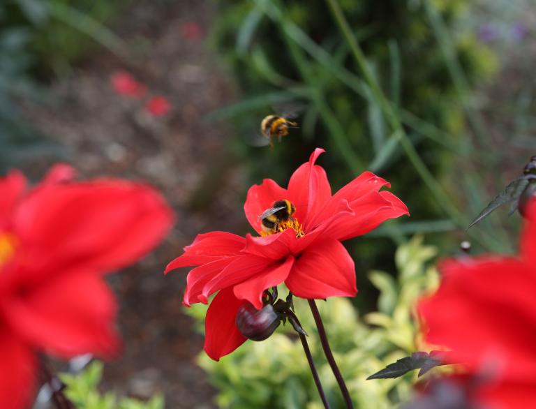 Close up of bees pollinating red flowers at Bodnant Garden.