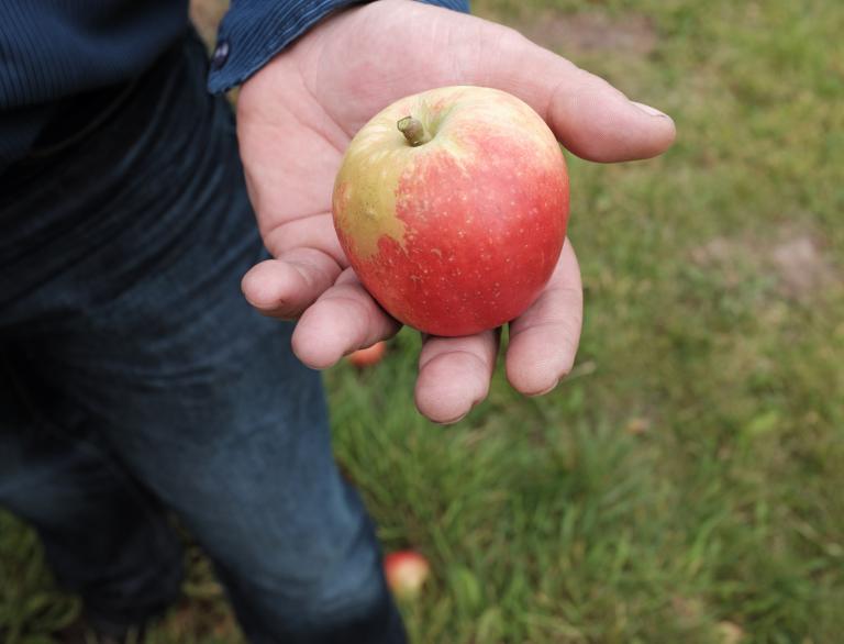 Eine Hand mit einem Apfel.