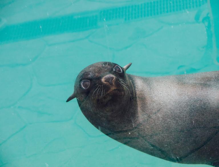Betty the Seal at SeaQuarium, Rhyl.