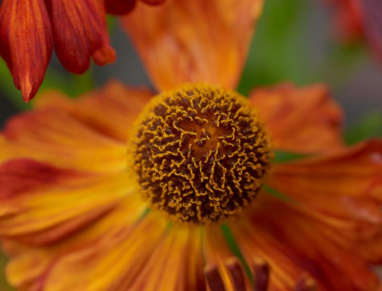 A close up of an orange flower.