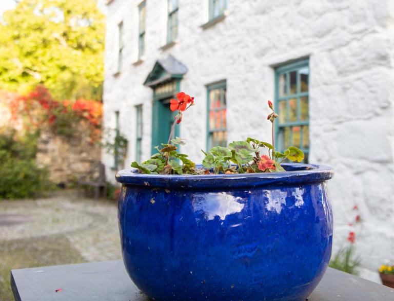 Image of a large blue plant pot with red flowers  with a large white house in the background