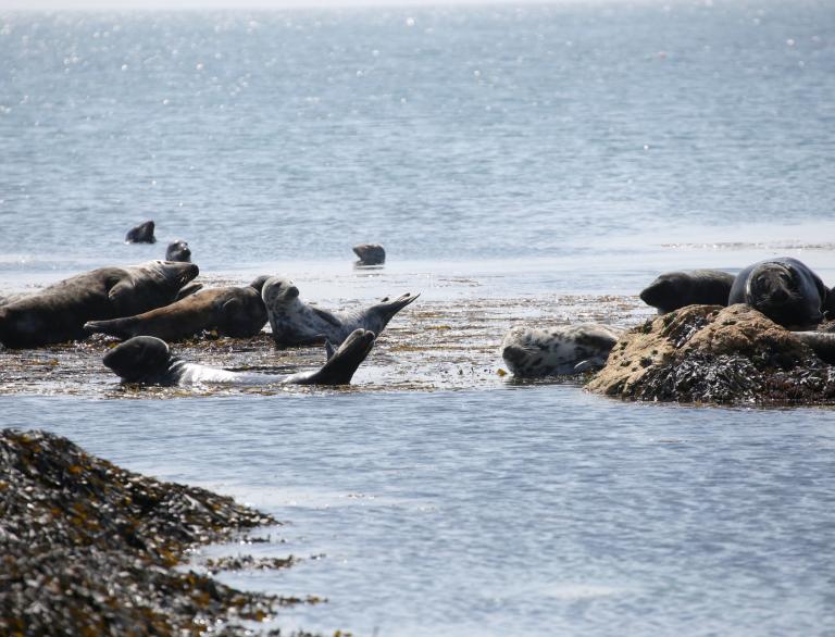 Blick auf eine Gruppe Seehunde, die sich auf Felsen sonnen.