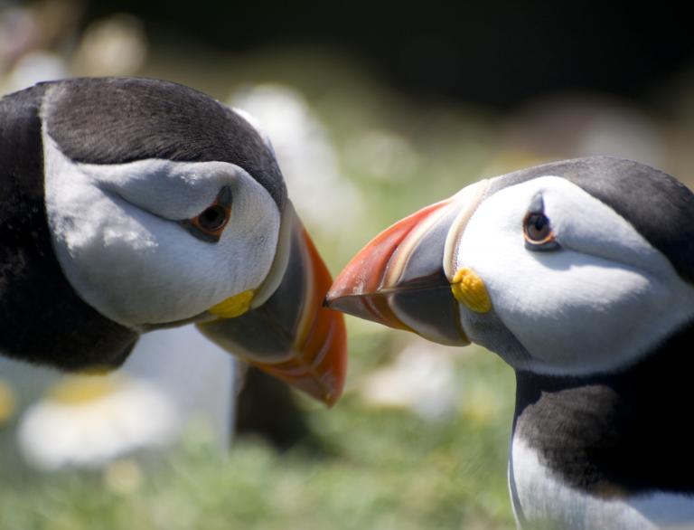 close up of two puffins' heads.