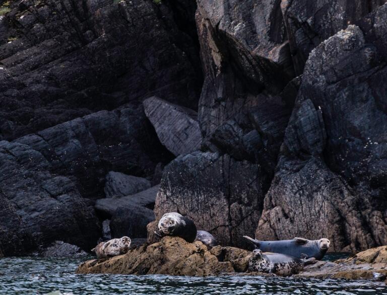 Four Seals lying on the rocks 