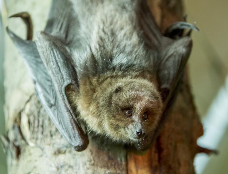 fruit bat hanging upsidedown.