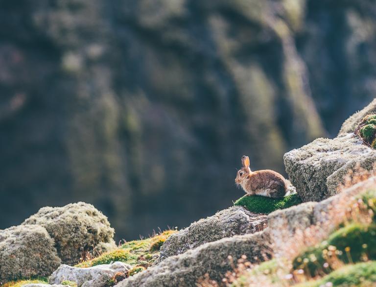 Rabbit on Skomer Island.