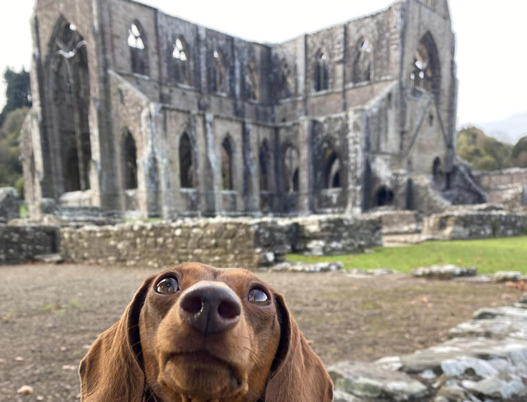 A Dachshund in front of a ruined abbey.