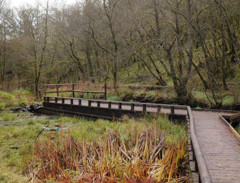 An accessible board walk in a woodland.