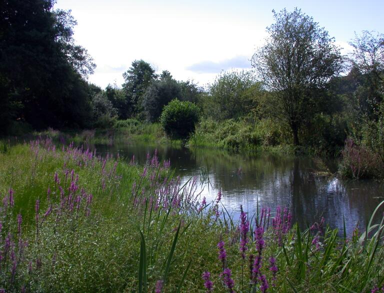 Teich in einem Naturschutzgebiet, mit violetten Blumen im Vordergrund.