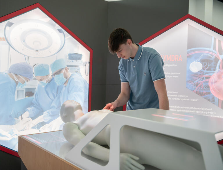 A boy looking at a model of a human body.