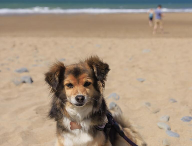 dog sat on sandy beach.