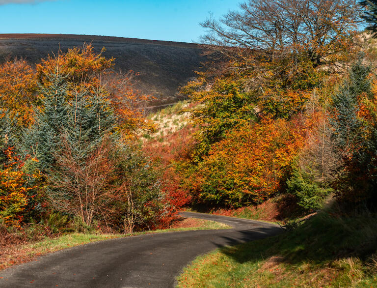 A narrow road winding downhill through autumnal trees.