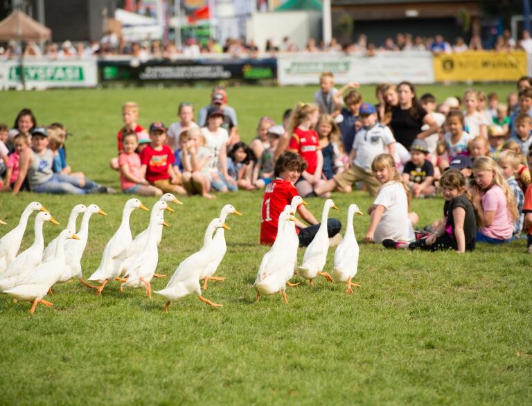 A waddling of ducks at the Royal Welsh Agricultural Show, with spectators sat around on the grass watching.