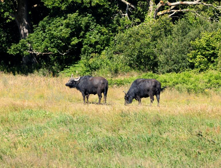 two water buffalo on grass.