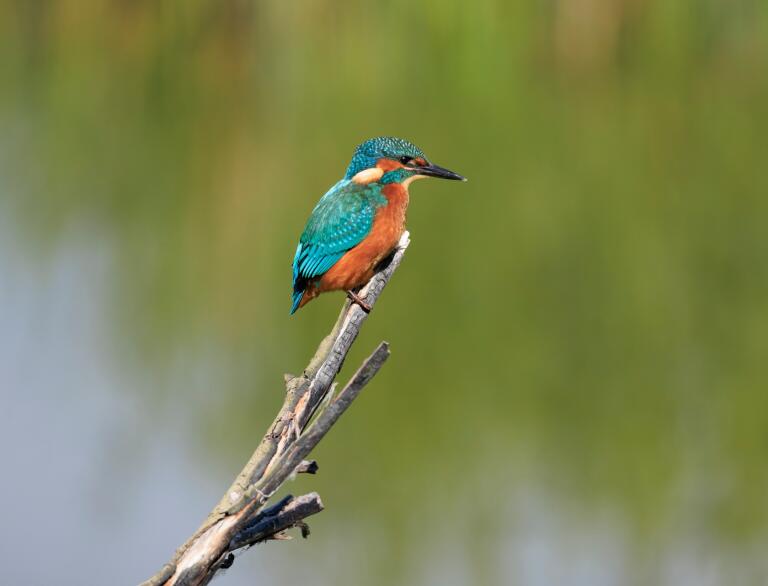 A bright blue and orange kingfisher on a branch.