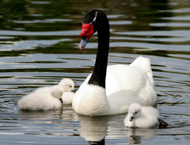 black-necked swan family in water.