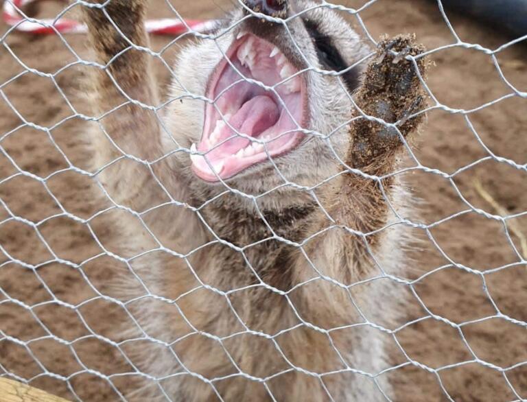meerkat stretching behind wire mesh.