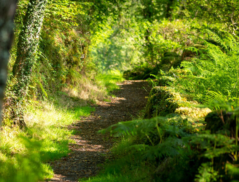 A fern-lined pathway through woodlands.