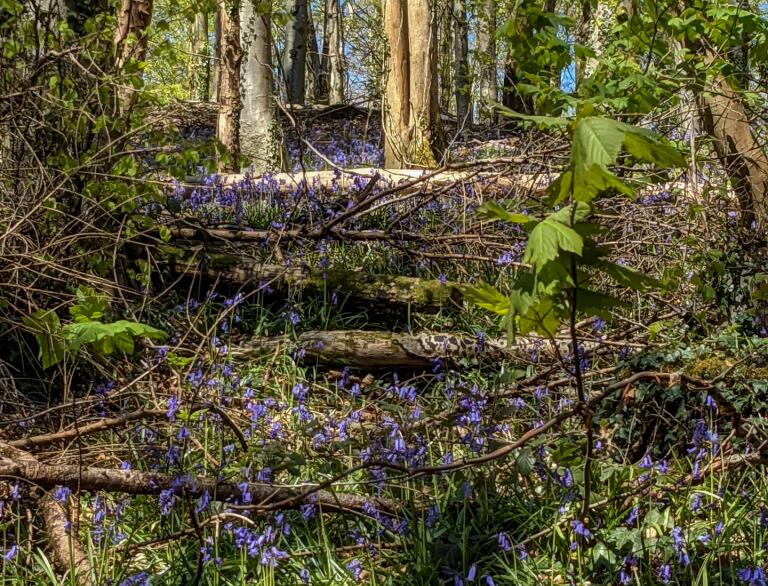 woods with bluebells.