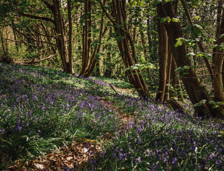 A path through bluebell filled woods. 