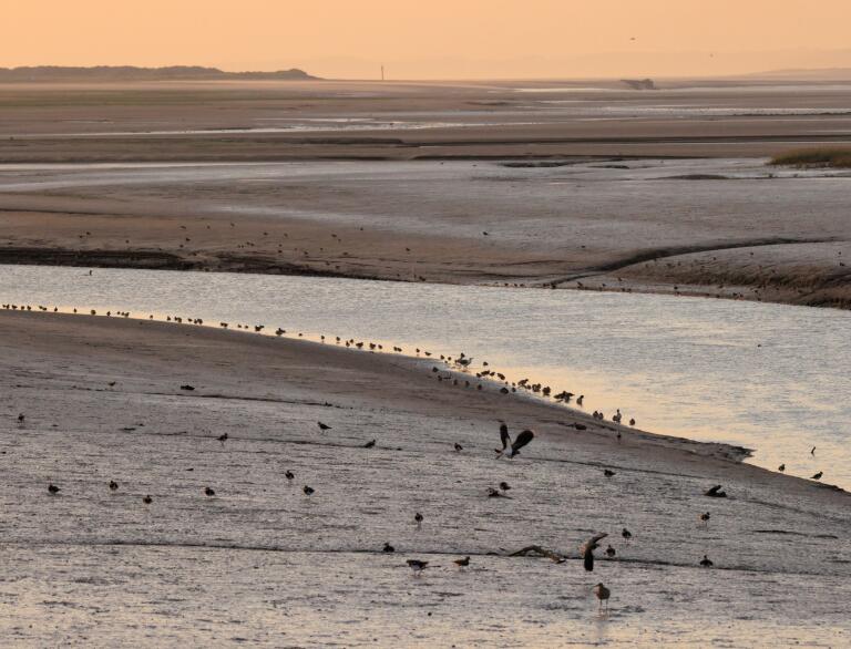 An estuary at low water with birds feeding on wet sands.